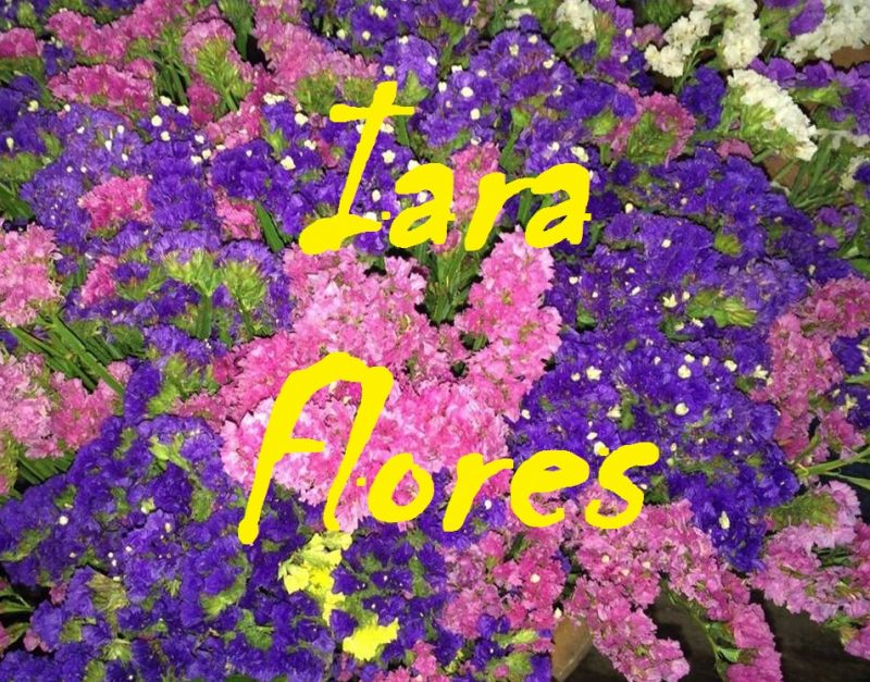 Floricultura Iara Flores